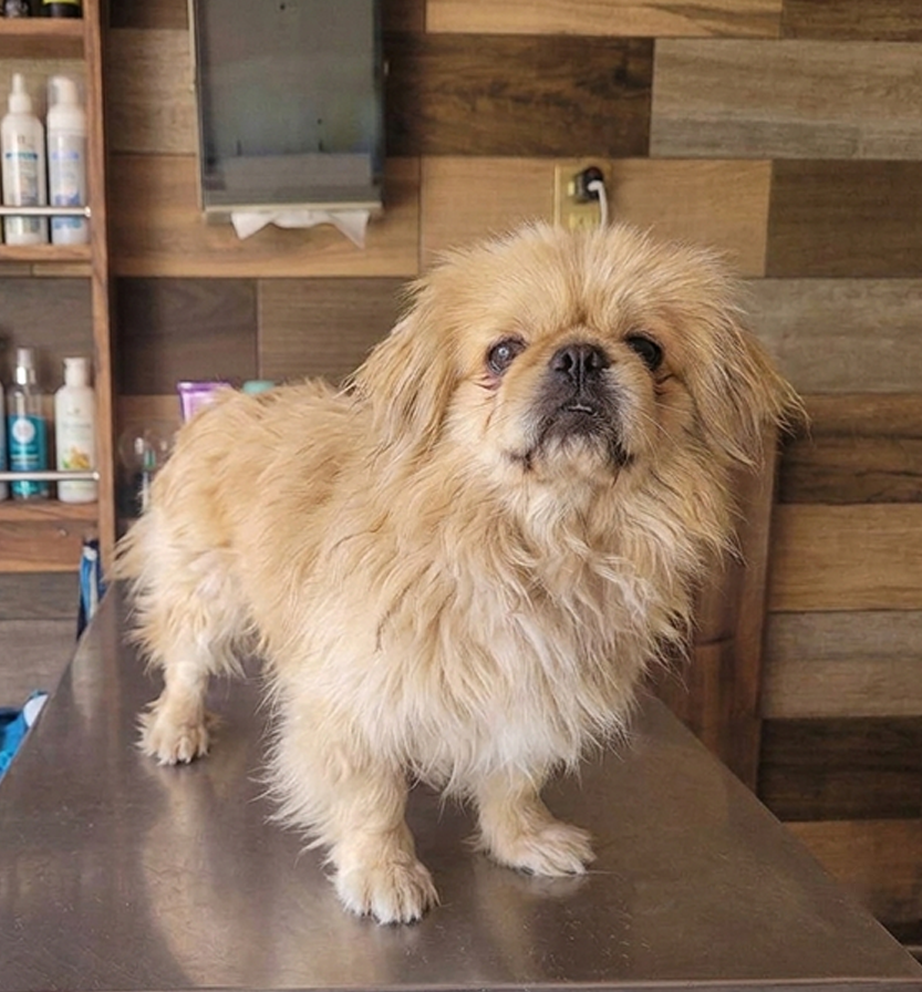 Astro antes del grooming