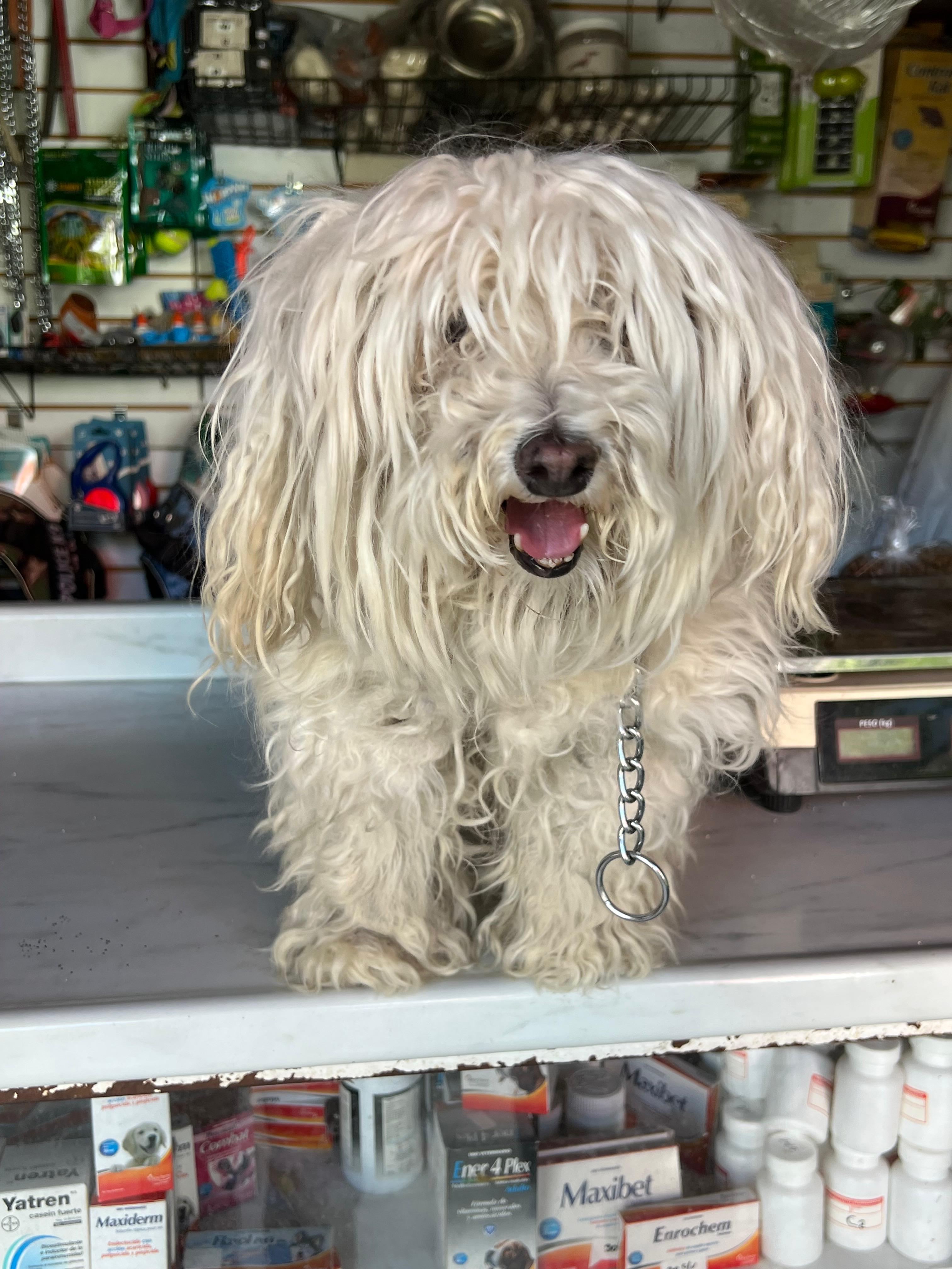 Frida antes del grooming