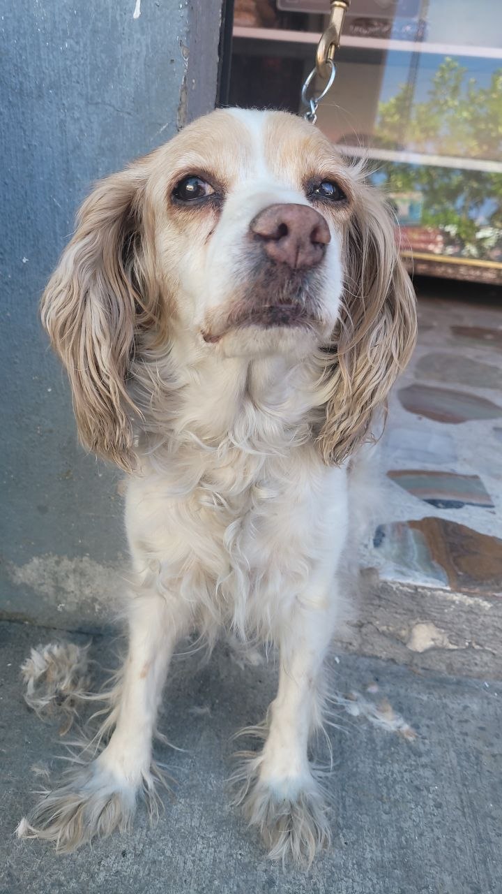 Sofia antes del grooming