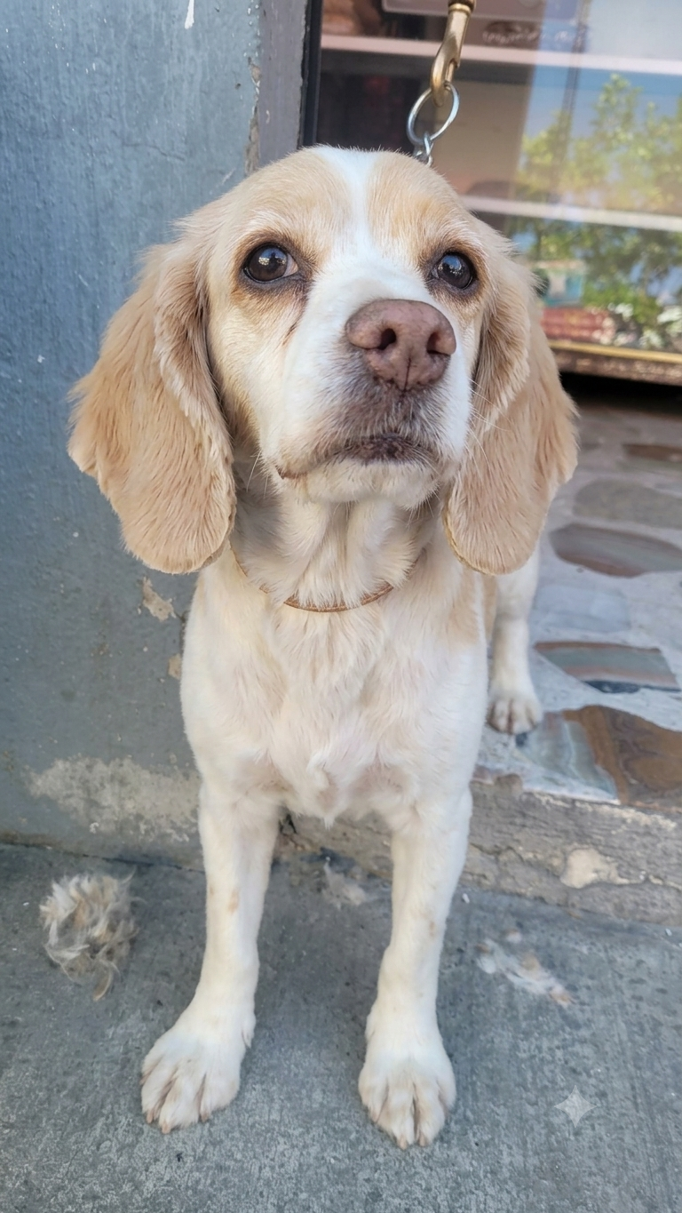 Sofia después del grooming